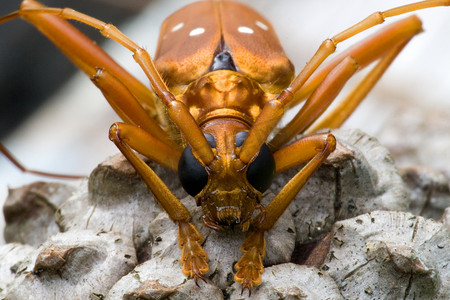 热带雨林长角牛甲虫