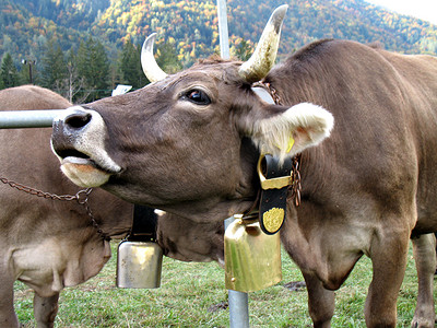阿尔卑斯奶牛摄影照片_牛哞