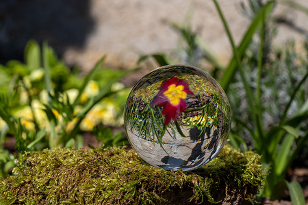 仿真水晶球摄影照片_苔藓覆盖的石头上有红樱草花的水晶球