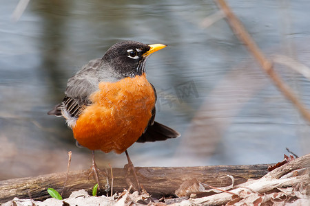 胜过一切摄影照片_美国知更鸟 turdus migratorius 的正面图