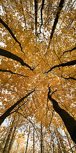 初秋背景图摄影照片_垂直全景图，黄冠，公园初秋全景，蓝天，树芽，桦树干，阳光明媚的日子