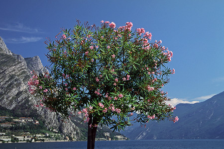 Nerium oleander，加尔达湖的夹竹桃