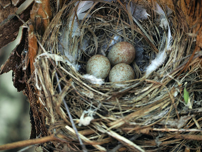 鸟特写摄影照片_用鸟蛋在森林里筑巢