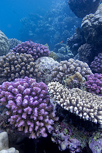 与硬珊瑚的珊瑚礁在热带海底