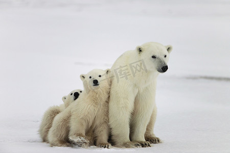 北极母熊与幼崽。