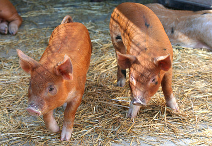 两只猪摄影照片_两只小猪