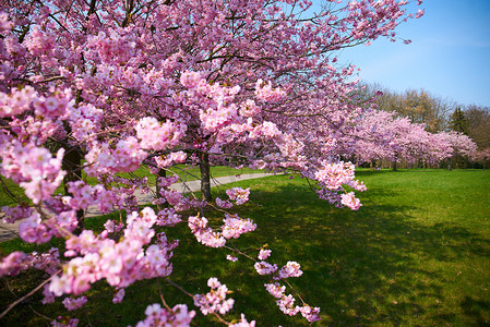 在阳光明媚的春日开花的樱桃