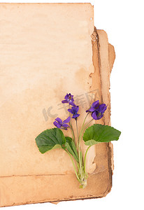 浪漫背景设计摄影照片_复古浪漫背景与旧书、白色背景的紫罗兰花和复制空间。