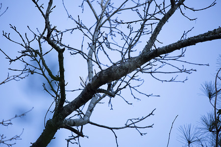 树枝上的冠蓝鸦
