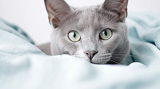 俄罗斯摄影照片_躺在白色纺织品上的俄罗斯蓝猫