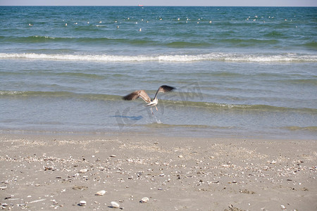 沙滩上飞翔的海鸥