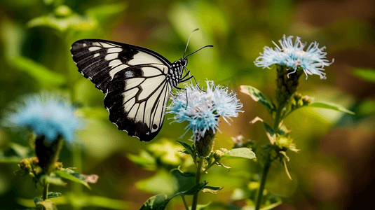 白天，黑白相间的蝴蝶栖息在蓝色花朵上的特写照片。