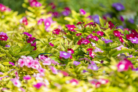 广阔的田野上开满了五颜六色的花朵，包括紫色和粉红色。
