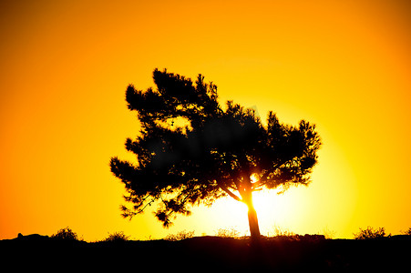 一棵树的剪影在初升的太阳的光芒