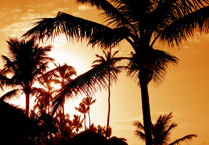 热带棕榈日落剪影