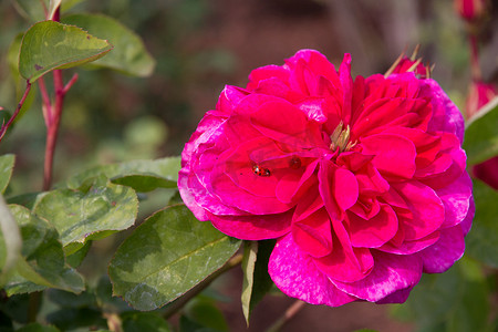 粉红玫瑰与一只小瓢虫