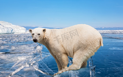 站在冰块上的北极熊