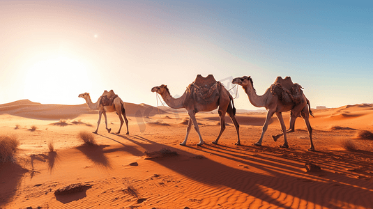 沙漠骆驼摄影摄影照片_白天沙漠中的骆驼