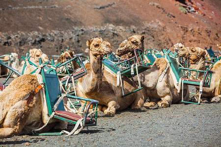 在蒂曼法亚的兰萨罗特岛骑骆驼......