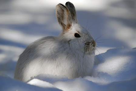 雪鞋兔