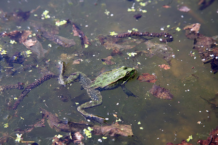 绿色青蛙在水中