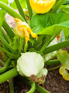 生长在蔬菜床上的 Pattypan 南瓜。