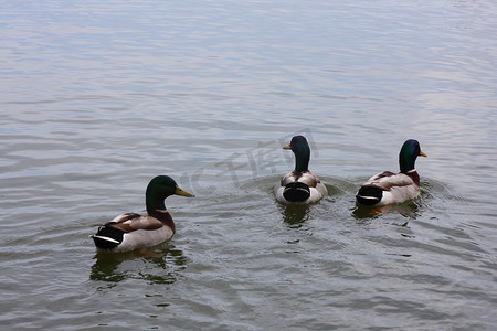 三只鸭子游泳