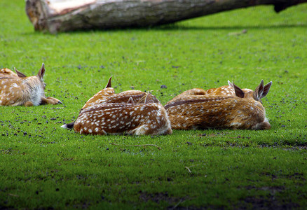 漂亮的鹿摄影照片_躺在草地上的鹿