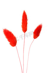 用于花束的红色花装饰。