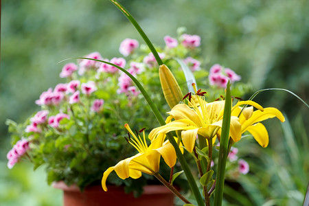 开花的黄色百合细节