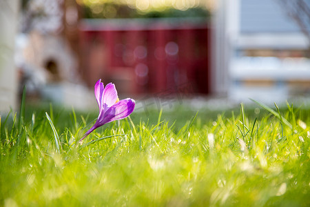 春潮摄影照片_前院的春天。