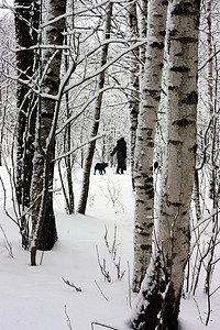 走在冬天的树林里