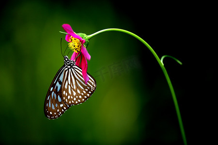 昆虫翅膀摄影照片_热带雨林蝴蝶