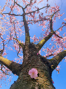 阿姆斯特丹盛开的粉红色日本樱花园，Bloesempark - Amsterdamse Bos Netherlands