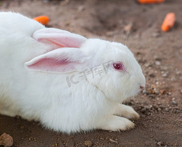 黑白兔摄影照片_白兔和眼睛红