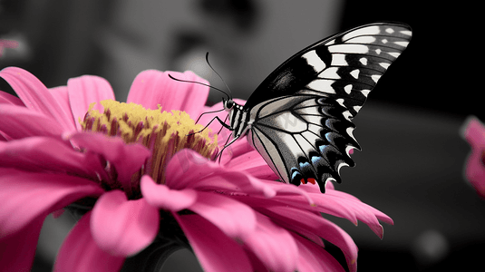 黑白相间的蝴蝶栖息在粉色的花朵上