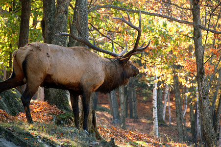 秋天的麋鹿 (Cervus canadensis)