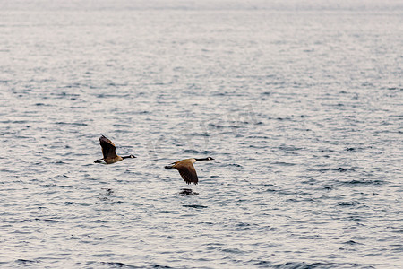 鸟儿飞翔摄影照片_两只加拿大鹅低空飞过水面