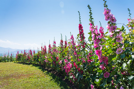 花冬摄影照片_蜀葵（Althaea rosea）开花的领域