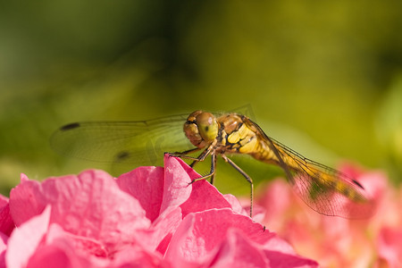 龙腾九州摄影照片_蜻蜓在霍滕西亚