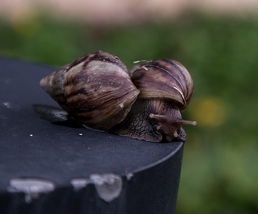 美业创业平台摄影照片_两只深色 achatina 蜗牛的特写镜头，它们的外壳是棕色条纹，沿着黑色钢制平台路缘爬行。