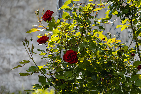 大绿色灌木，很少有成熟的和很少的年轻红玫瑰花