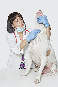灰色背景下的女兽医检查狗