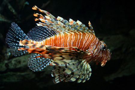 色彩缤纷的热带鱼