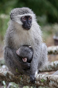 小黑长尾猴和妈妈