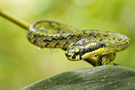 斯里兰卡绿坑毒蛇，辛哈拉加国家公园雨林，斯里兰卡