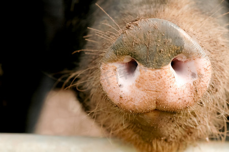 猪鼻子