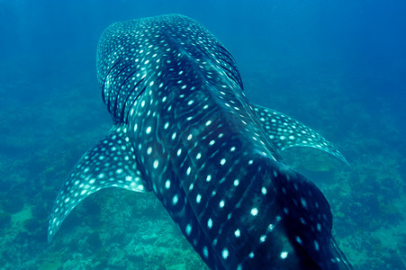 蓝色的鲸鱼摄影照片_鲸鲨在马尔代夫清澈湛蓝的海水中游泳