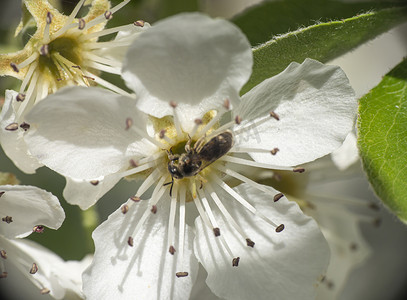 花园宏观中的春蜂花樱桃