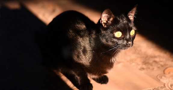 一只黑猫坐在明亮的阳光下。